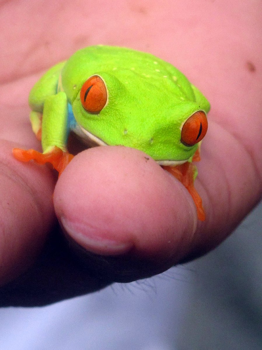  Grenouille, Forêt de nuages du Mombacho 