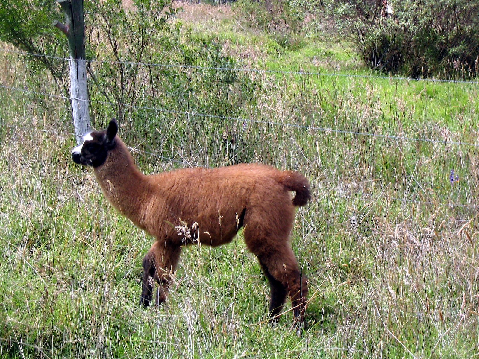  Bébé vigogne, Quito 